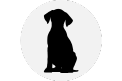 Cachorro